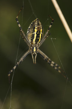 Argiope Bruennichi,behind the spider 