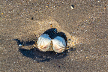 An open shell facing downward on sandy beach under the hot sun