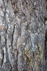 A close up photo of tree bark texture in south australia on 6th august 2018