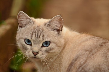 Cat of breed Kiev Masquerade