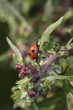 Beautiful red ladybug with black dots on the bush