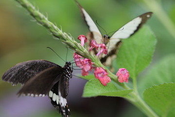 Schmetterlinge auf Blume