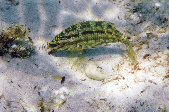 Symphodus roissali, Five spotted wrasse Underwater Close Up