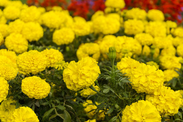 yellow tagetes flowers closeup