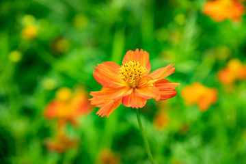 コスモスの花・野原