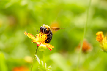 蜂　コスモスの花