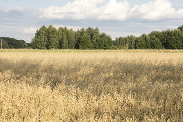 cereal sown in the field