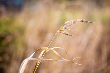 Wild Oat grass with a selective blur in golden color at O'Halloran Hill South Australia on 6th August 2018