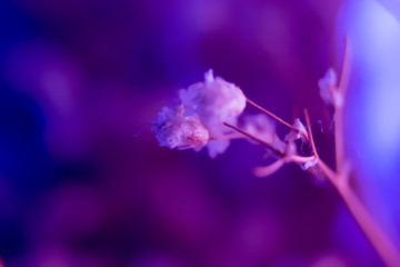 Blue and violet and mauve and pink background © Jiri