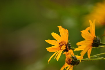 Flowers Jerusalem artichoke on a background of deep bokeh