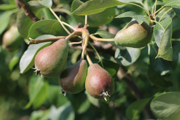 Very nice green pears mature in the summer and in the autumn