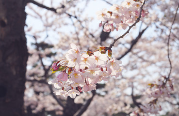桜　春　素材