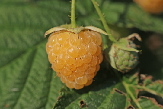 yellow raspberry in the garden to grow for a delicious tast