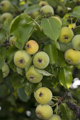 the pear turned into fruits