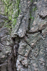 cracked rough green tree bark background