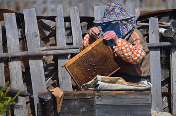Naklejka premium The beekeeper inspects the frame from the honey taking it out of the hive