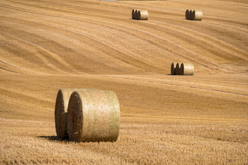 Mown cornfield with big round hay bales in rows