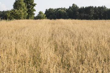 grain on the field in a cultivated field, front view 