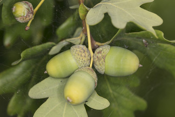 Obraz premium young green acorns , close up 