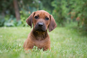 Rhodesian ridgeback puppy in the green park. Small puppy portrait.