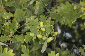 young green acorns tree 