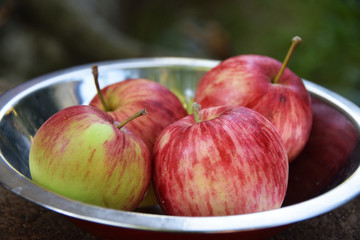 Apples in a bowl