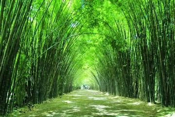 Foto auf Acrylglas Antireflex Arbor bamboo forest that occurs naturally in wat Chulabhorn Wanaram © smilekorn