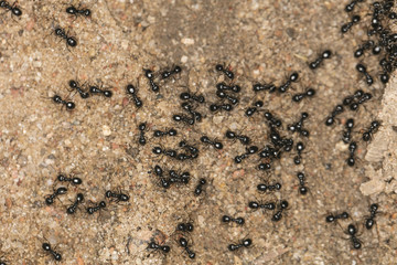 black ants, big concourse