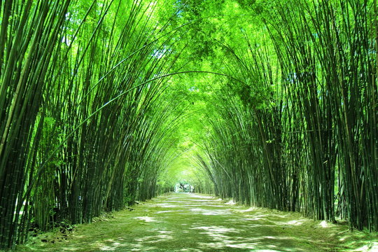 Fototapeta Arbor bamboo forest that occurs naturally in wat Chulabhorn Wanaram