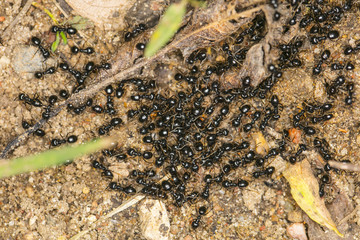 black ants, big cluster, view from above 