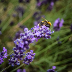 Bee on Lavender