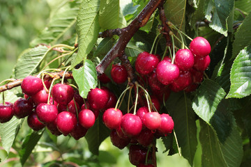 rain drops on cherries