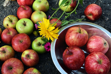 summer apples on a ground