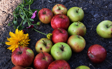 summer apples on a ground
