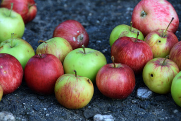 summer apples on a ground