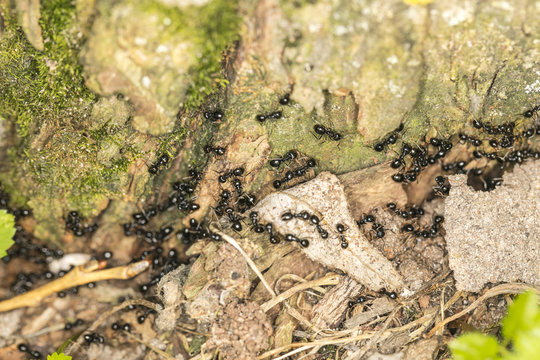 pack of black ants marching