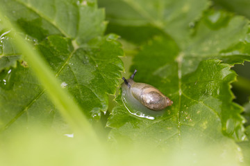very young snail with a soft shell