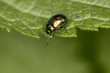 Chrysolina fastuosa, colorful beetle wanders on a green leaf, close up 
