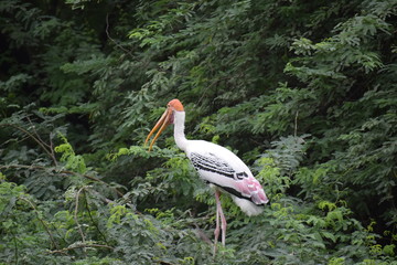 migratory birds