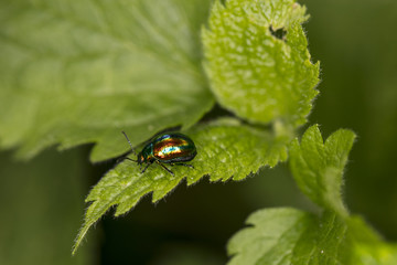 Chrysolina fastuosa, colorful beetle wanders on a green leaf