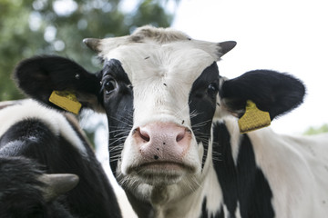 the problem of flies on cows