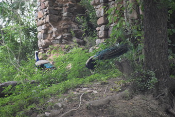 peacock