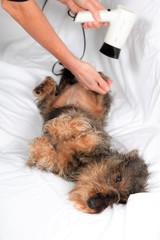 Toelettatura lavaggio asciugatura cane