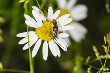 the insect is sitting on the daisy