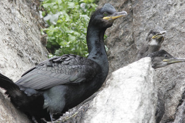 Cormorant with chicks