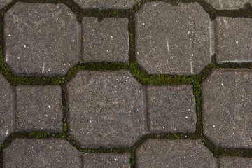 Brown old paving slabs, whose seams are overgrown with green moss