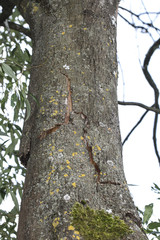 Fototapeta premium old tree with cracked bark