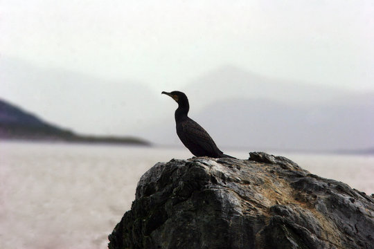 Commorant on rock