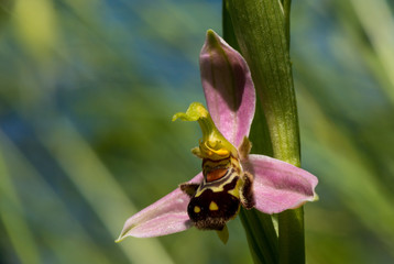 France provence bee orchid at sunset