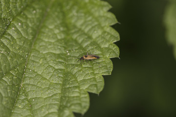 flying insect on the grass, view from above